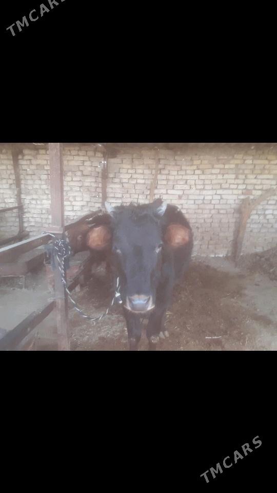 Gulajyn - Murgap - img 2