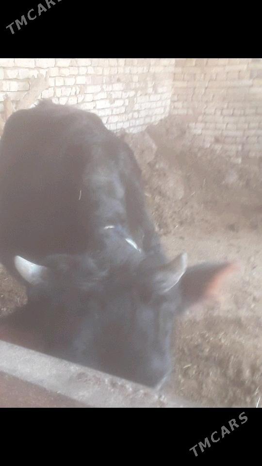 Gulajyn - Murgap - img 3