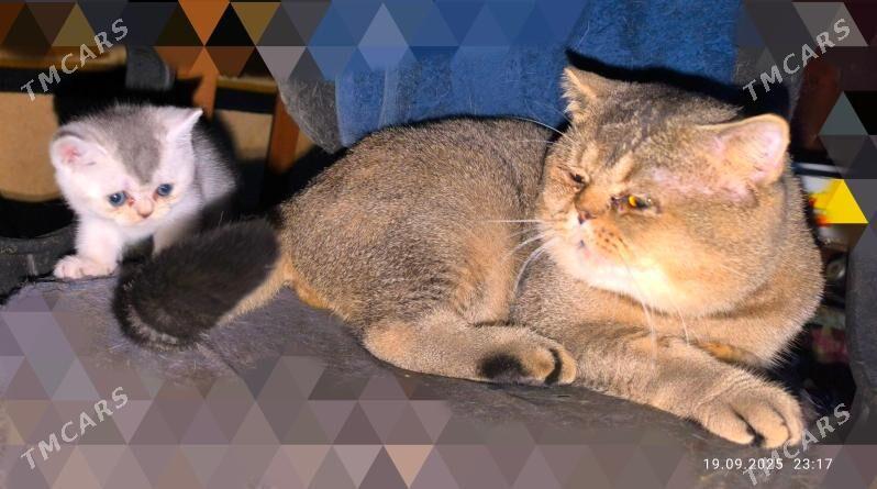 ВИСЛОУХИЙ ШОТЛАНДСКИЙ КОТ - Aşgabat - img 3