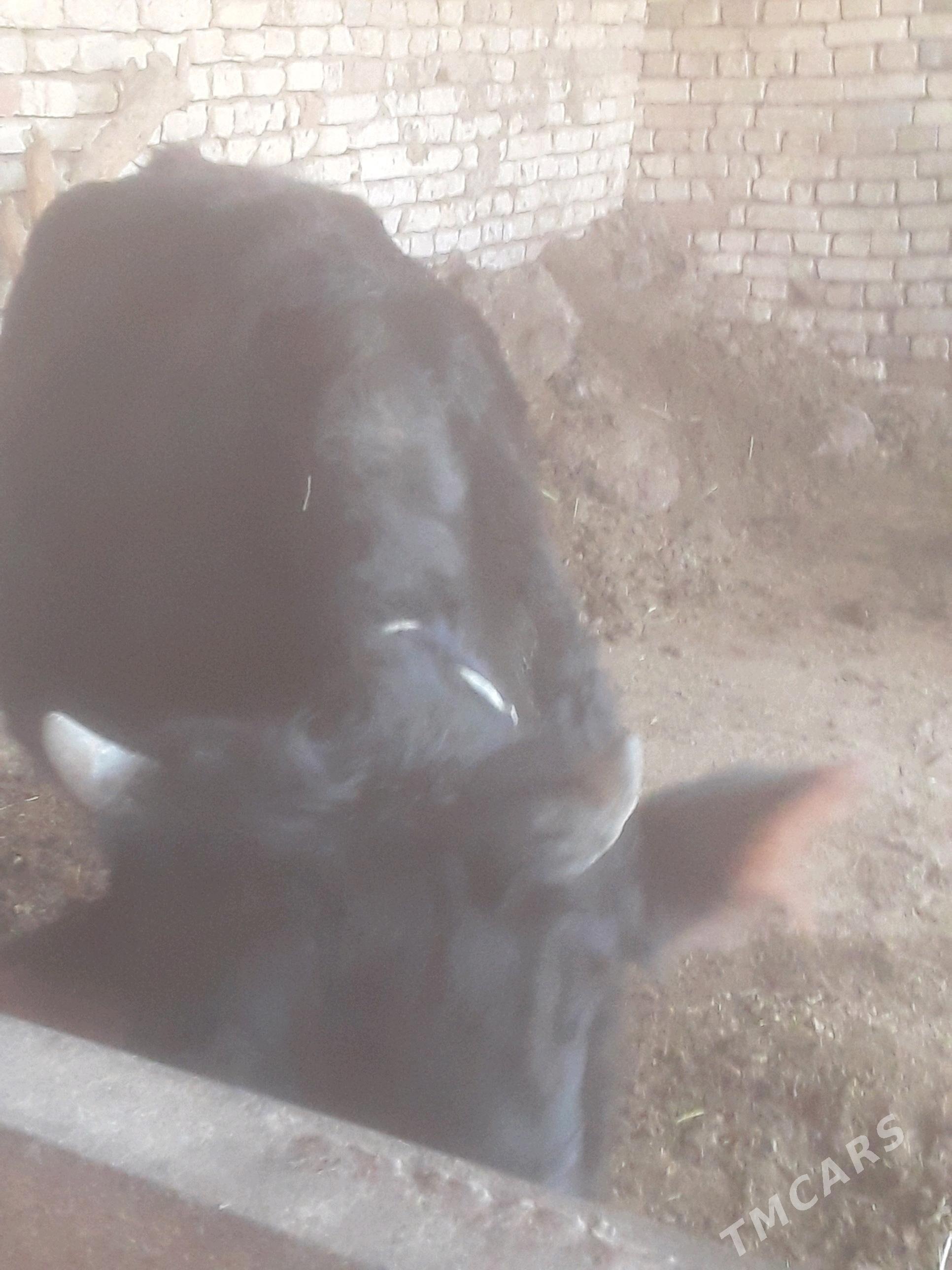 Gulajyn - Murgap - img 1