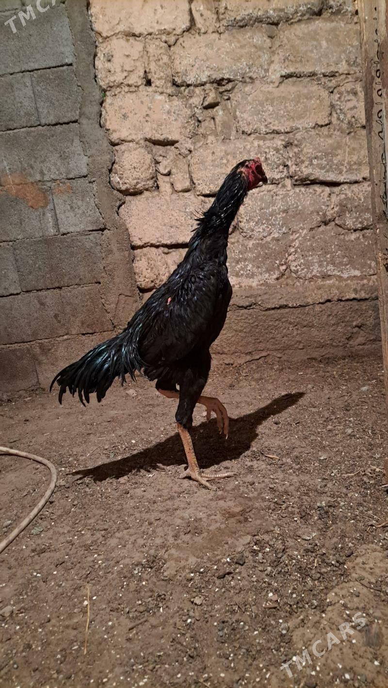 Tasgent horaz - Bagyr - img 2