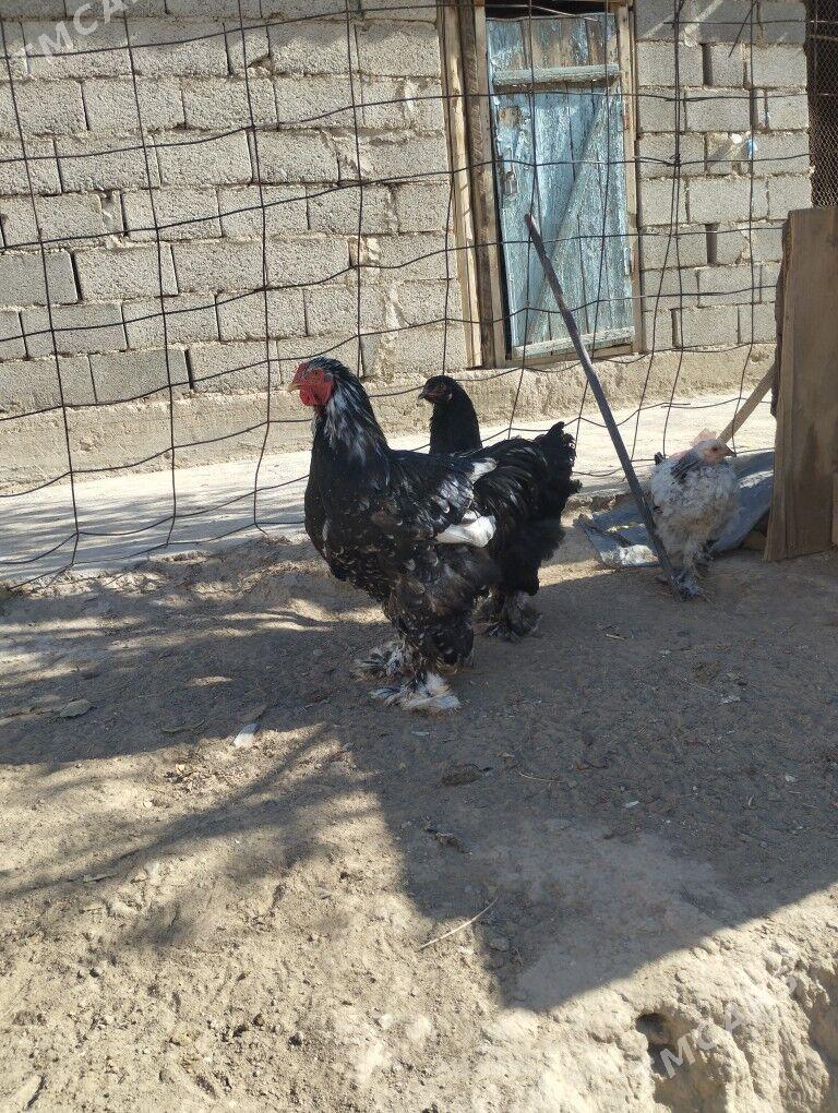 brama mramyr - Гызыларбат - img 2