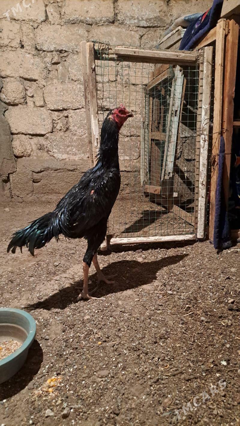 Tasgent horaz - Bagyr - img 3