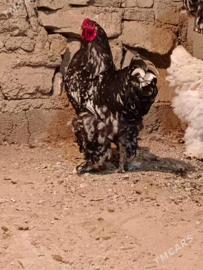 brama - Джебел - img 2