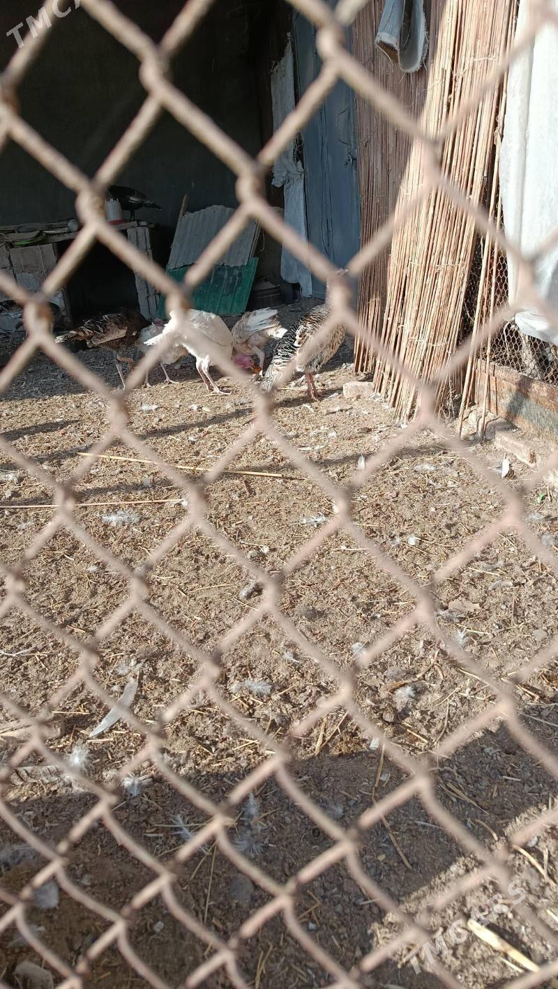 İnduk - Теджен - img 4