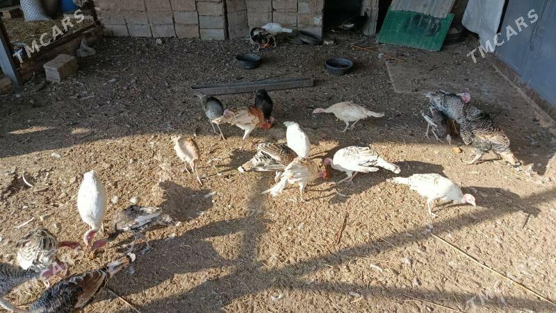 İnduk - Теджен - img 3