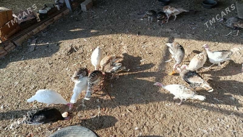 İnduk - Теджен - img 2