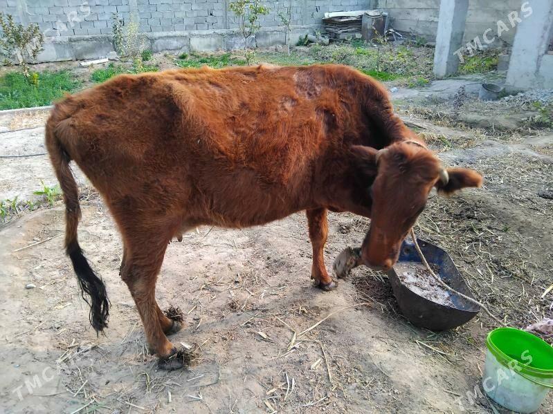 Sygyr - Bagyr - img 4