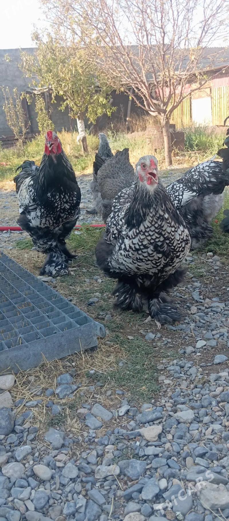 brama silver - Gyzylarbat - img 6