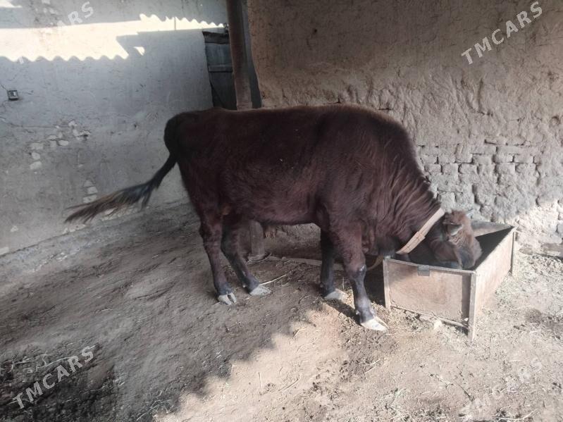 Öküz - Mary - img 6