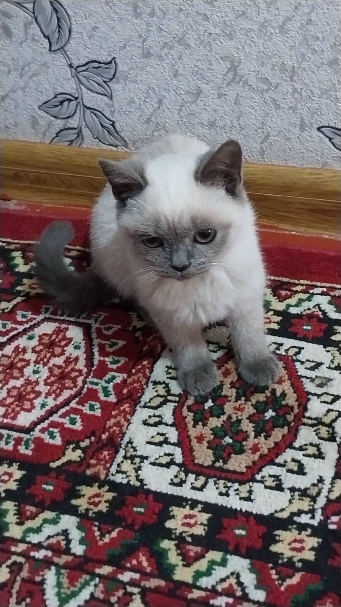 Арасса британкалар - Murgap - img 3