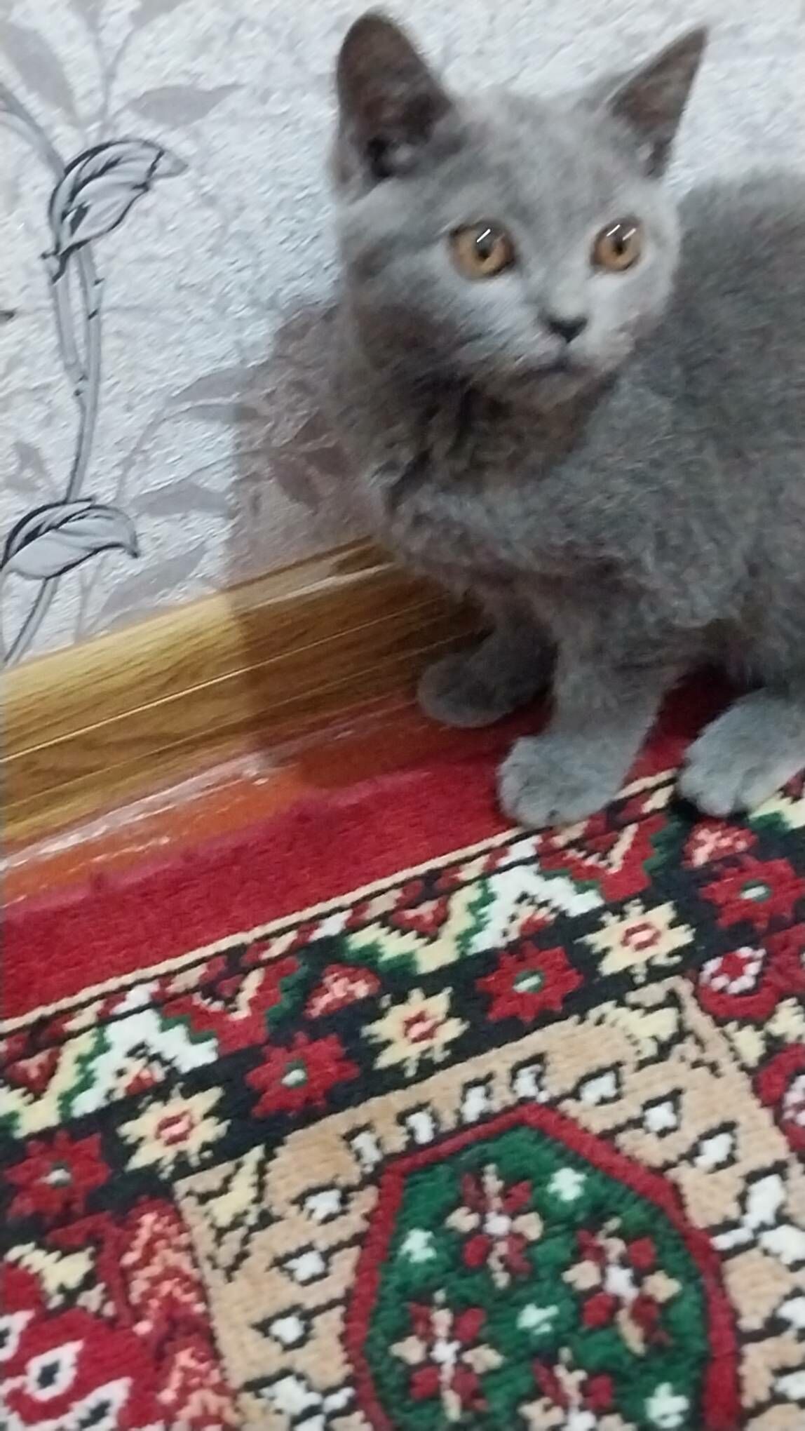 Арасса британкалар - Murgap - img 8