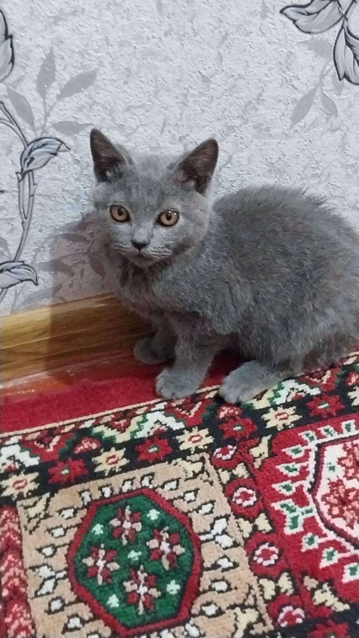 Арасса британкалар - Murgap - img 2