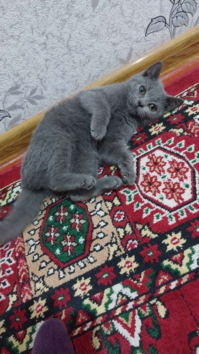 Арасса британкалар - Murgap - img 6