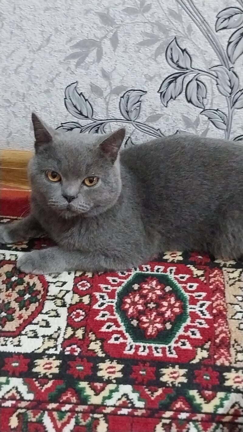 Арасса британкалар - Murgap - img 5