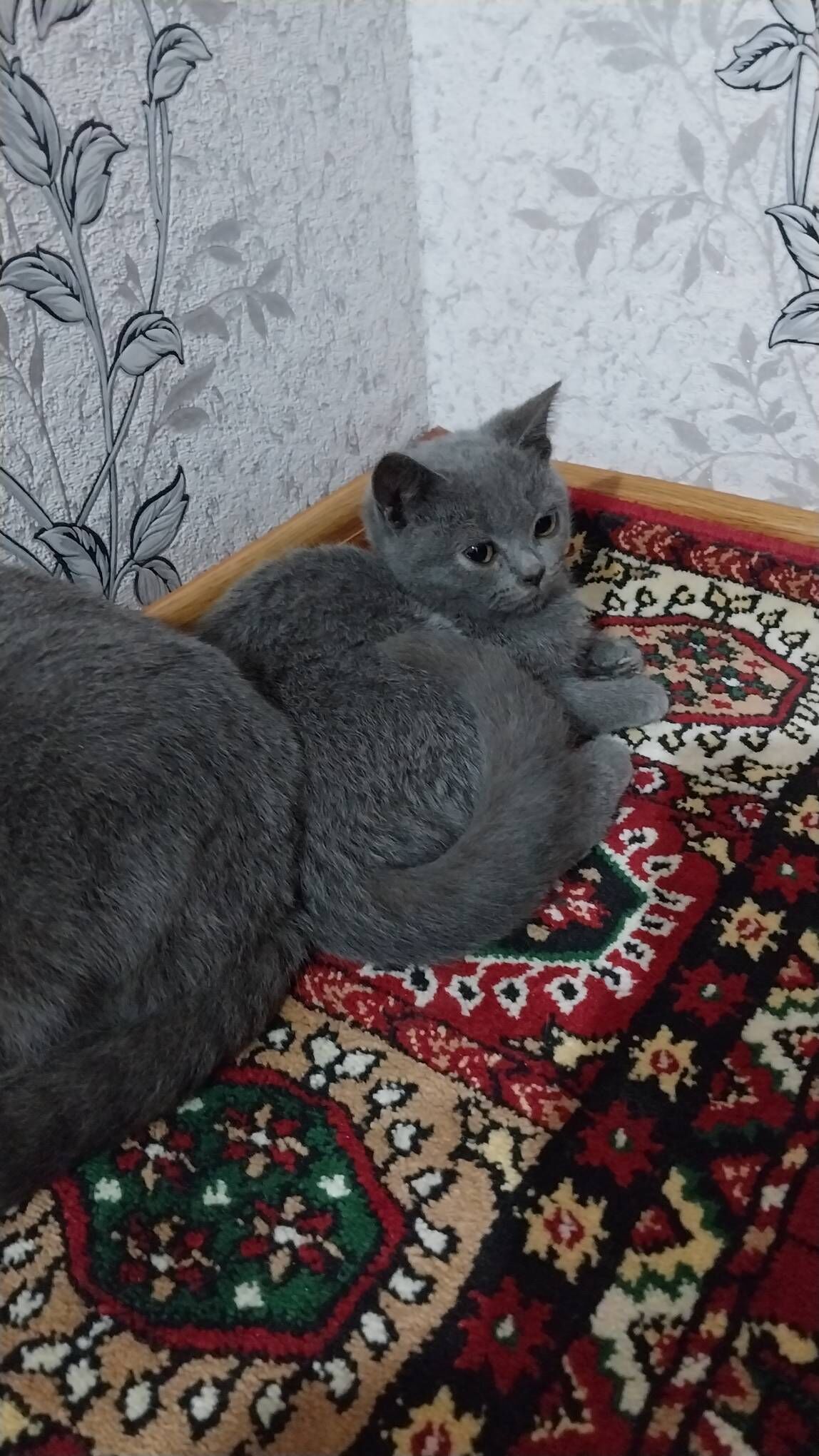 Арасса британкалар - Murgap - img 4