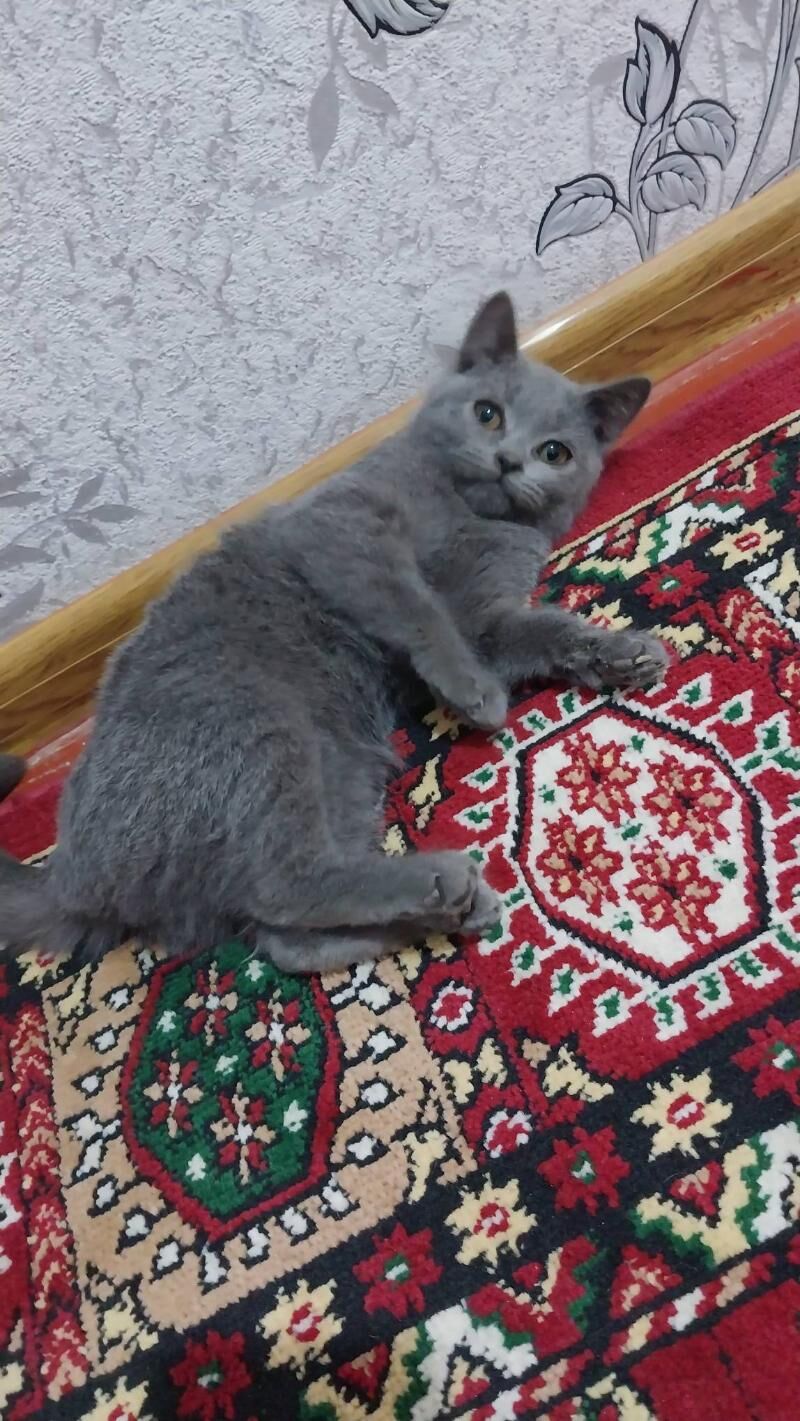 Арасса британкалар - Murgap - img 7