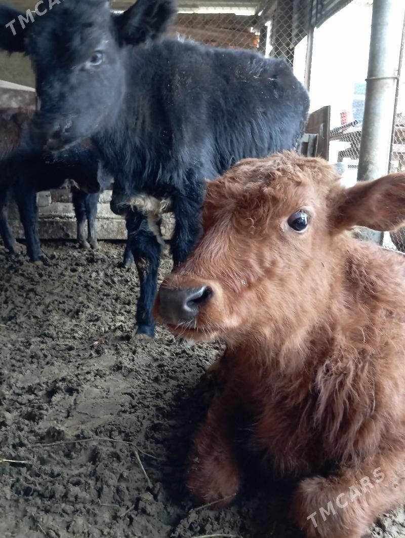 Öküceler - Ýaşlyk - img 3