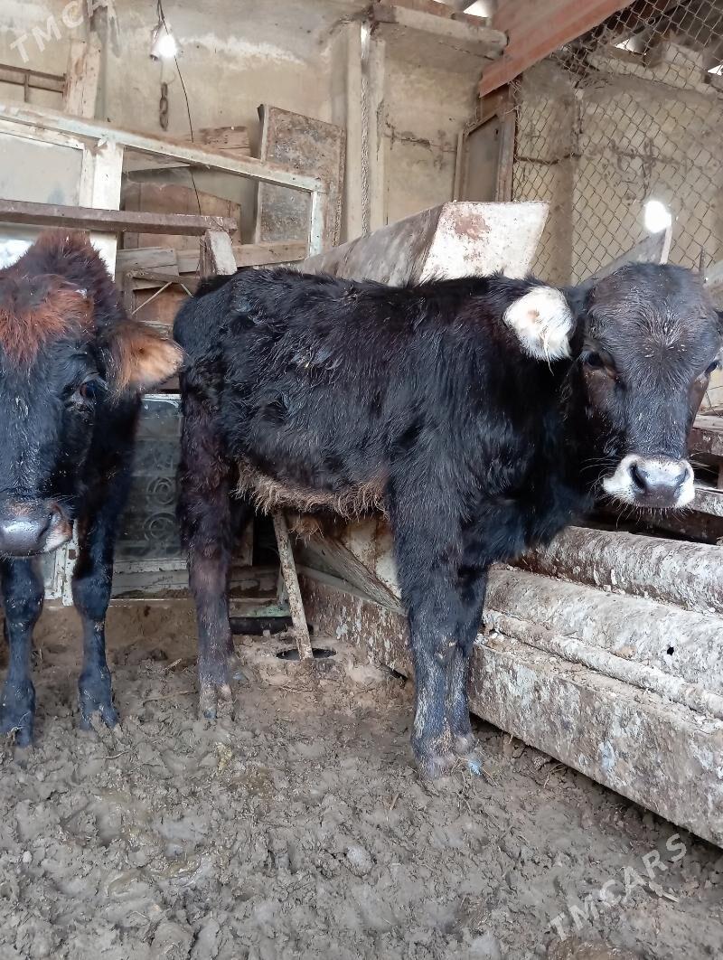 Öküceler - Ýaşlyk - img 4