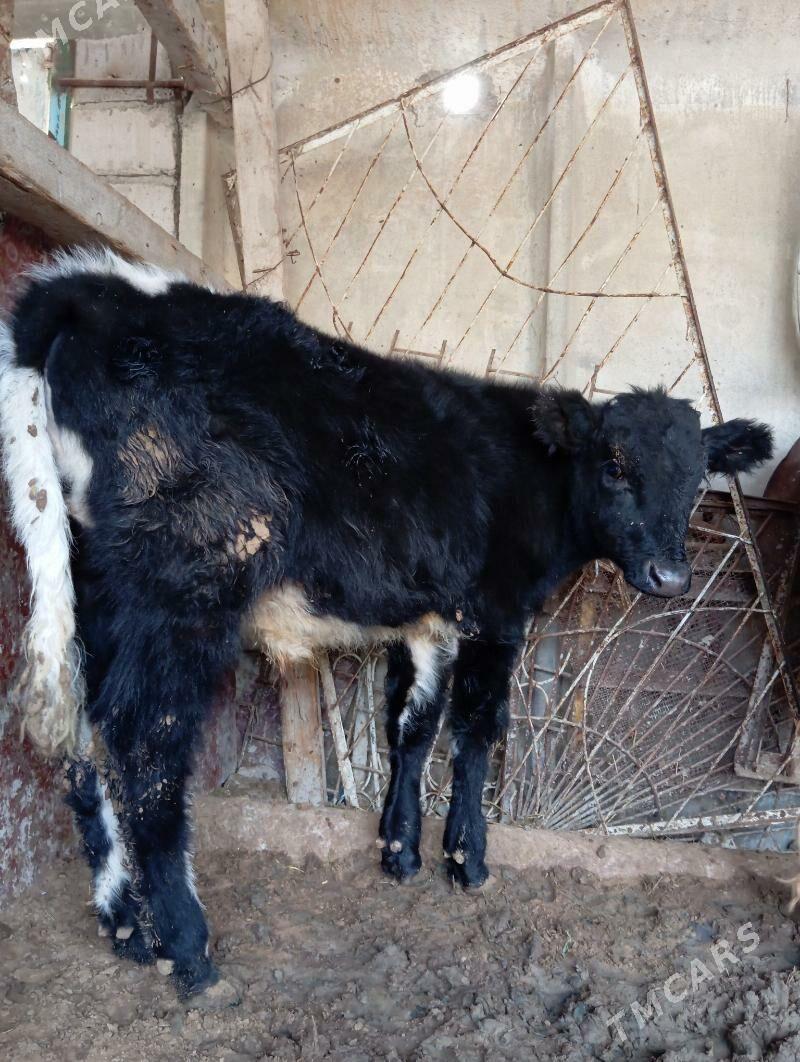 Öküceler - Ýaşlyk - img 1