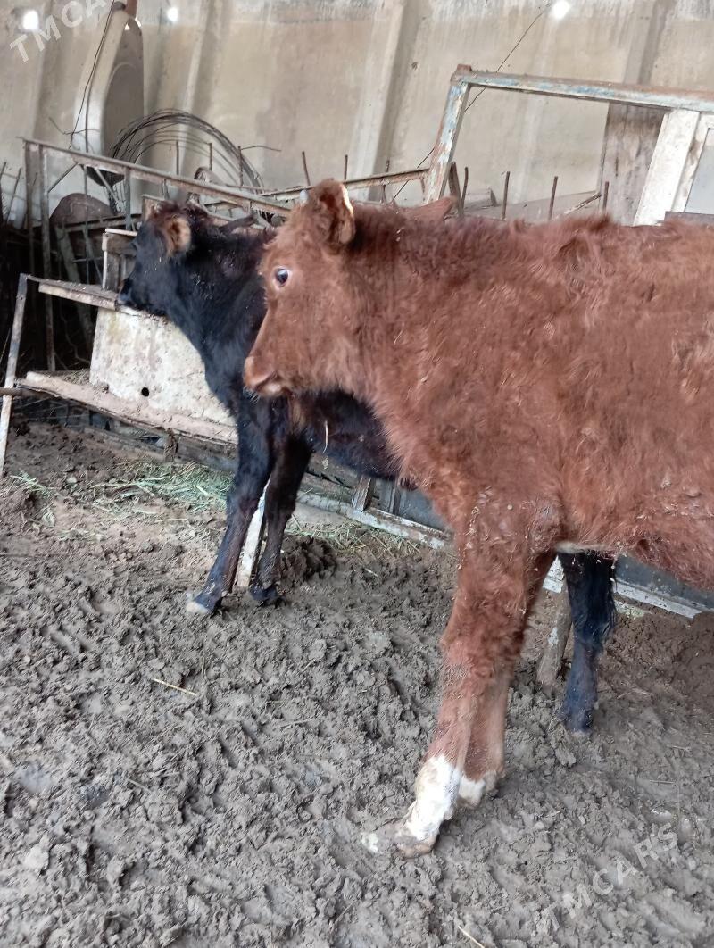 Öküceler - Ýaşlyk - img 6