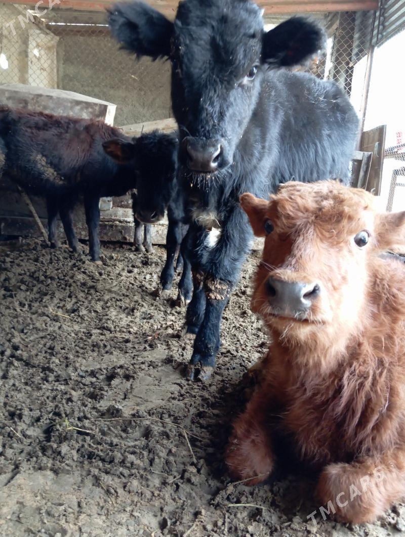 Öküceler - Ýaşlyk - img 5