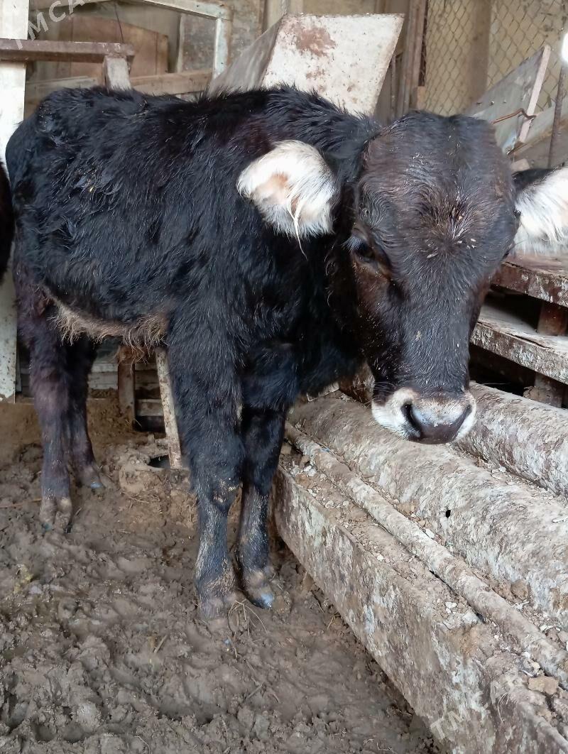 Öküceler - Ýaşlyk - img 2