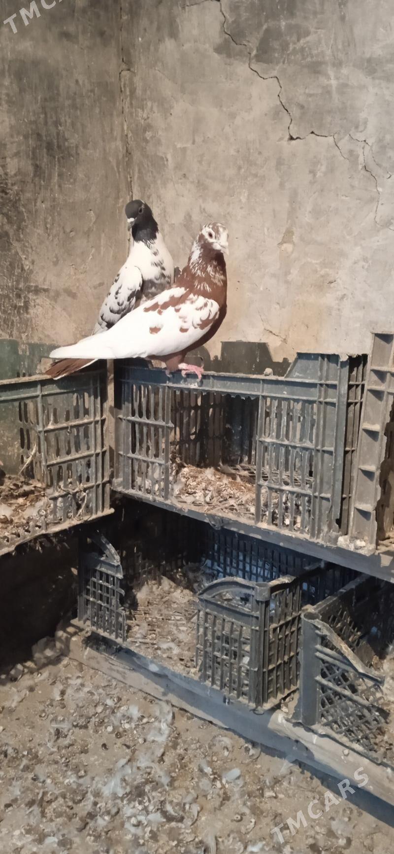 kepderi - Bäherden - img 2