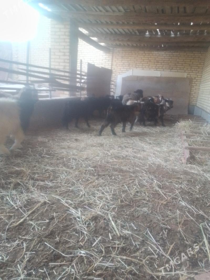 chewish - Sakar - img 4