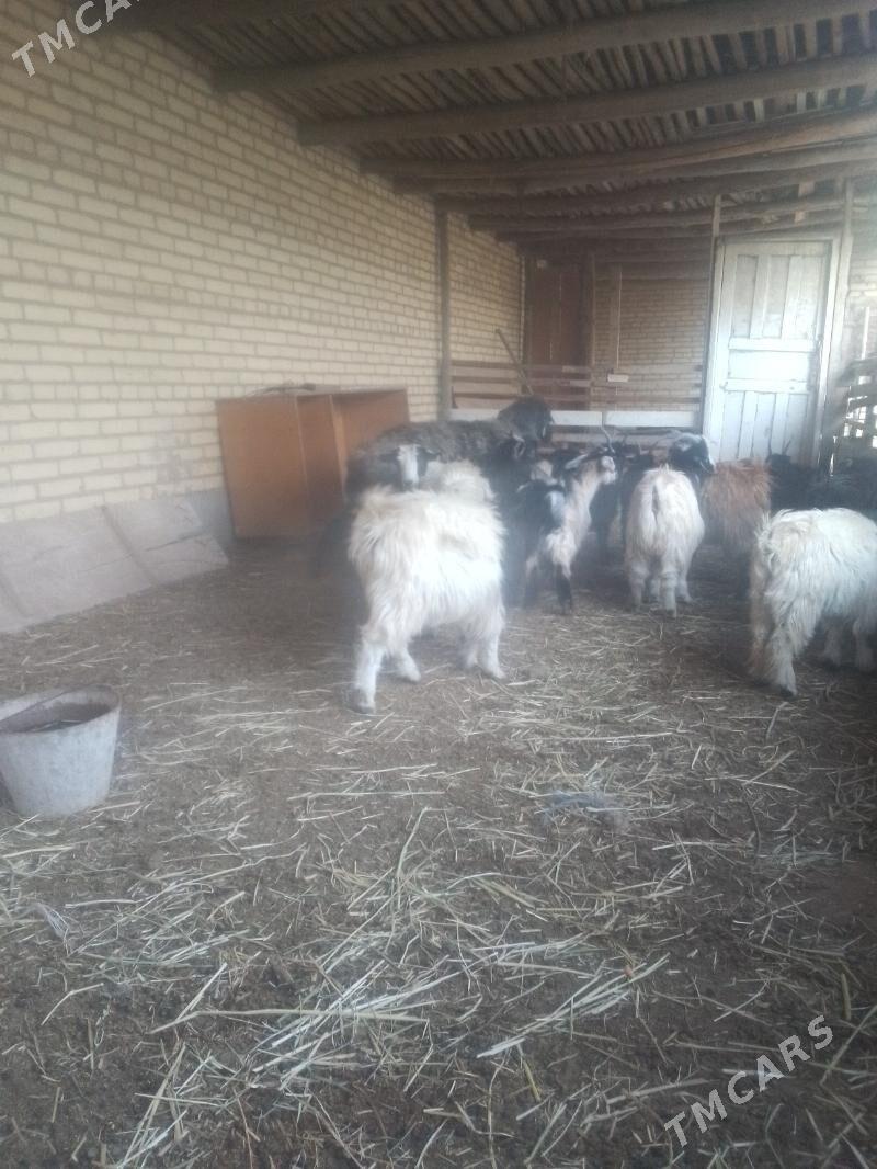 chewish - Sakar - img 3