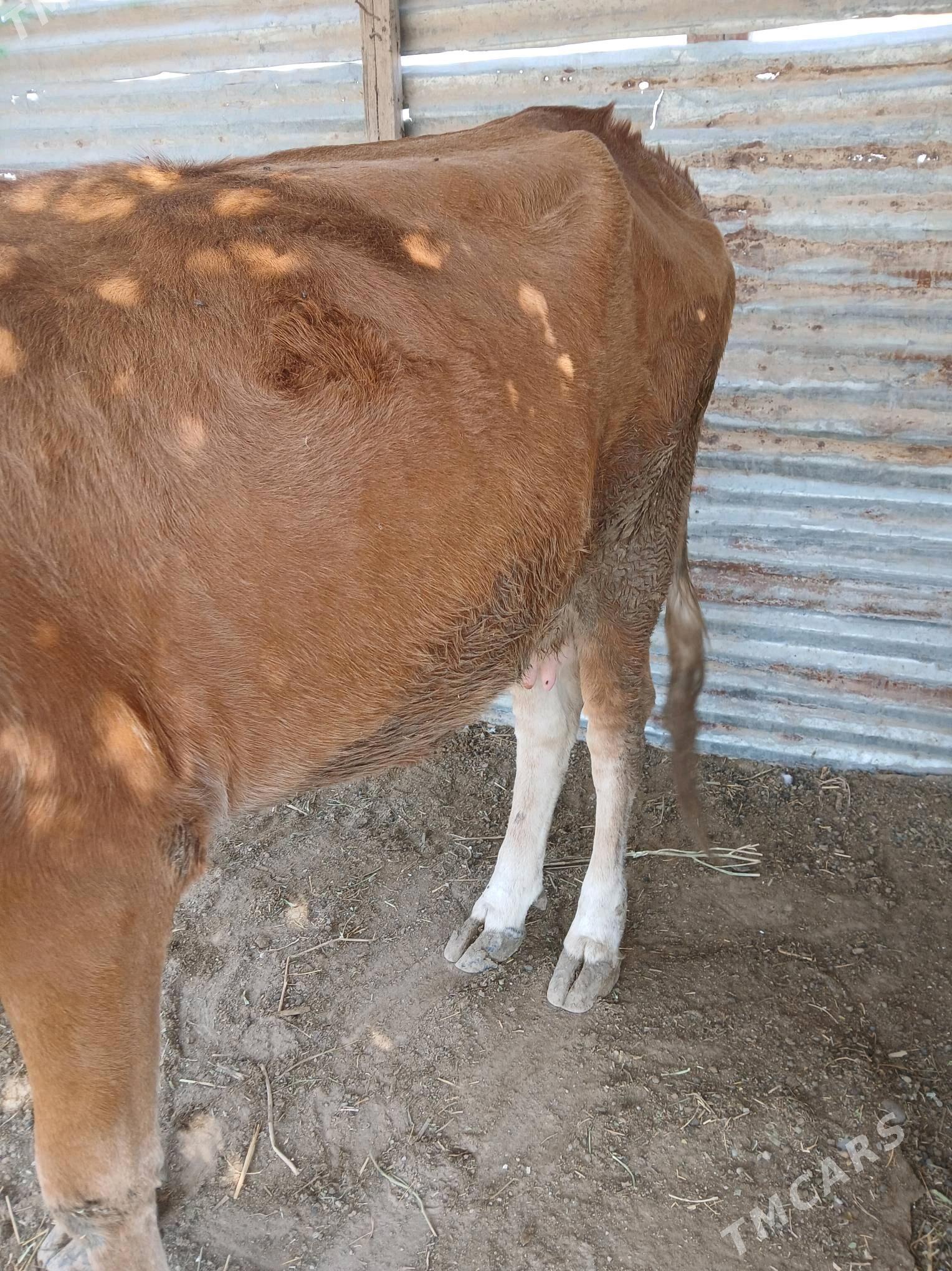 BKYLAN SYGYR - Бузмеин - img 3