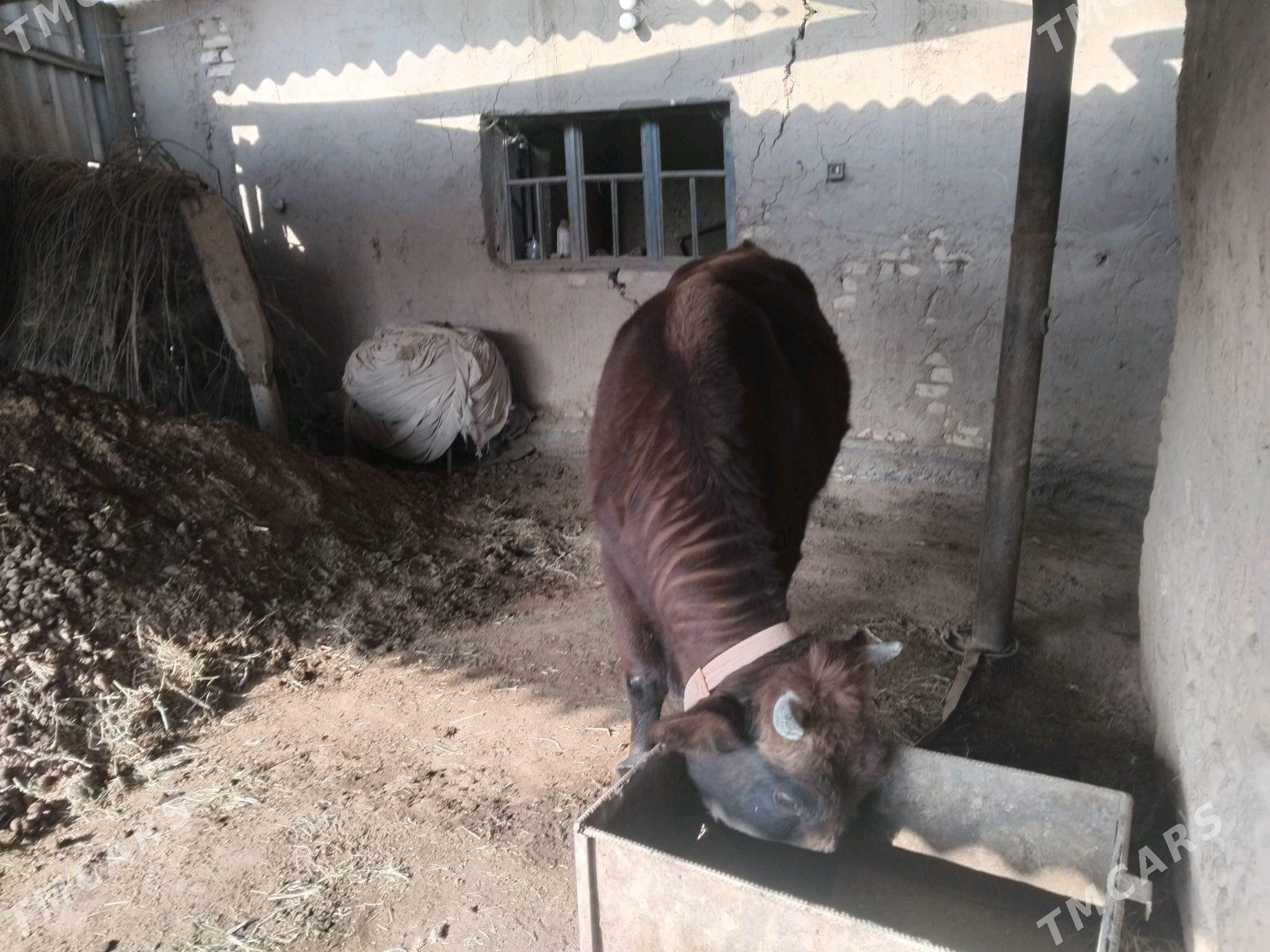 Öküz - Mary - img 4