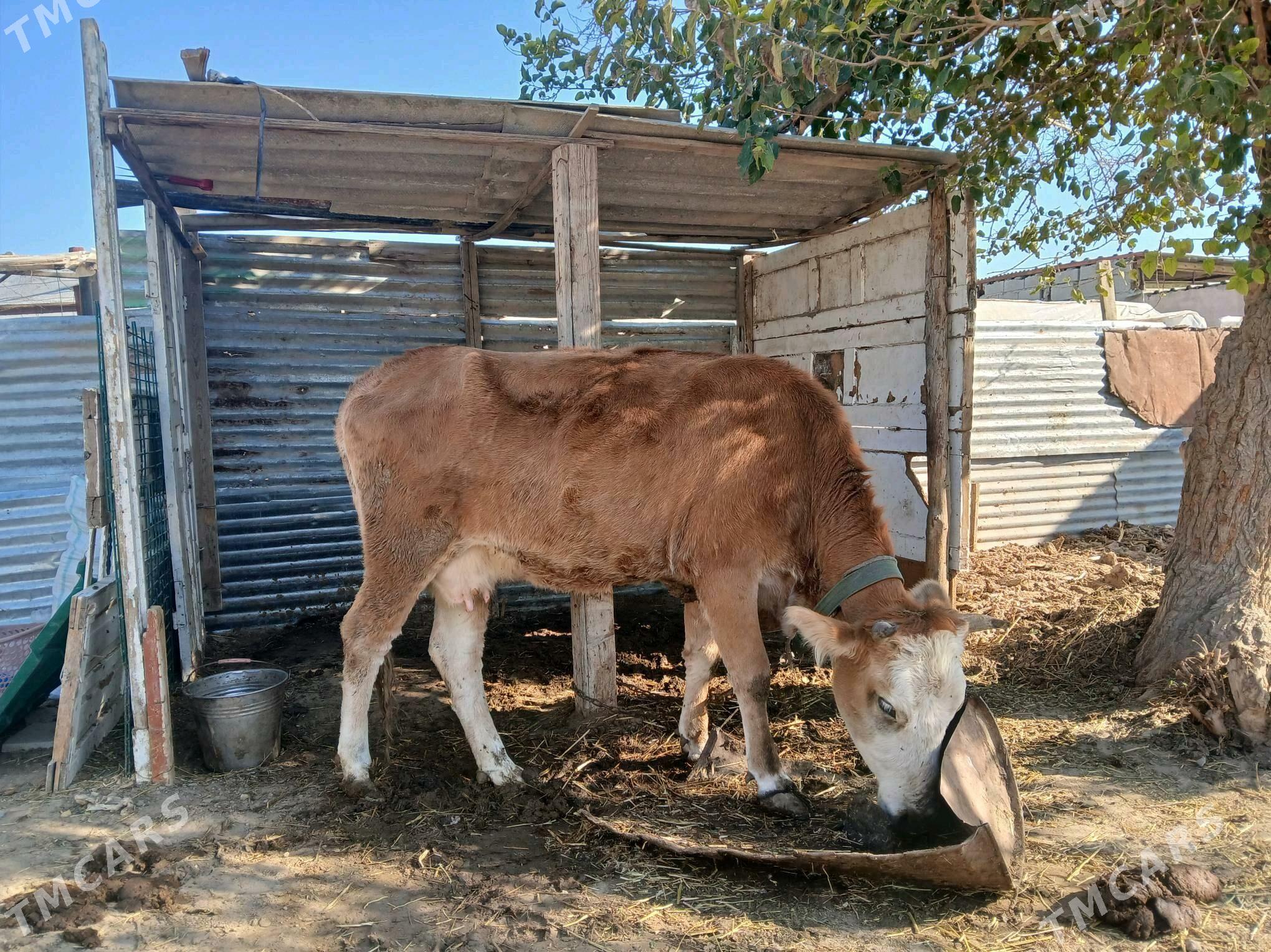 BKYLAN SYGYR - Бузмеин - img 2