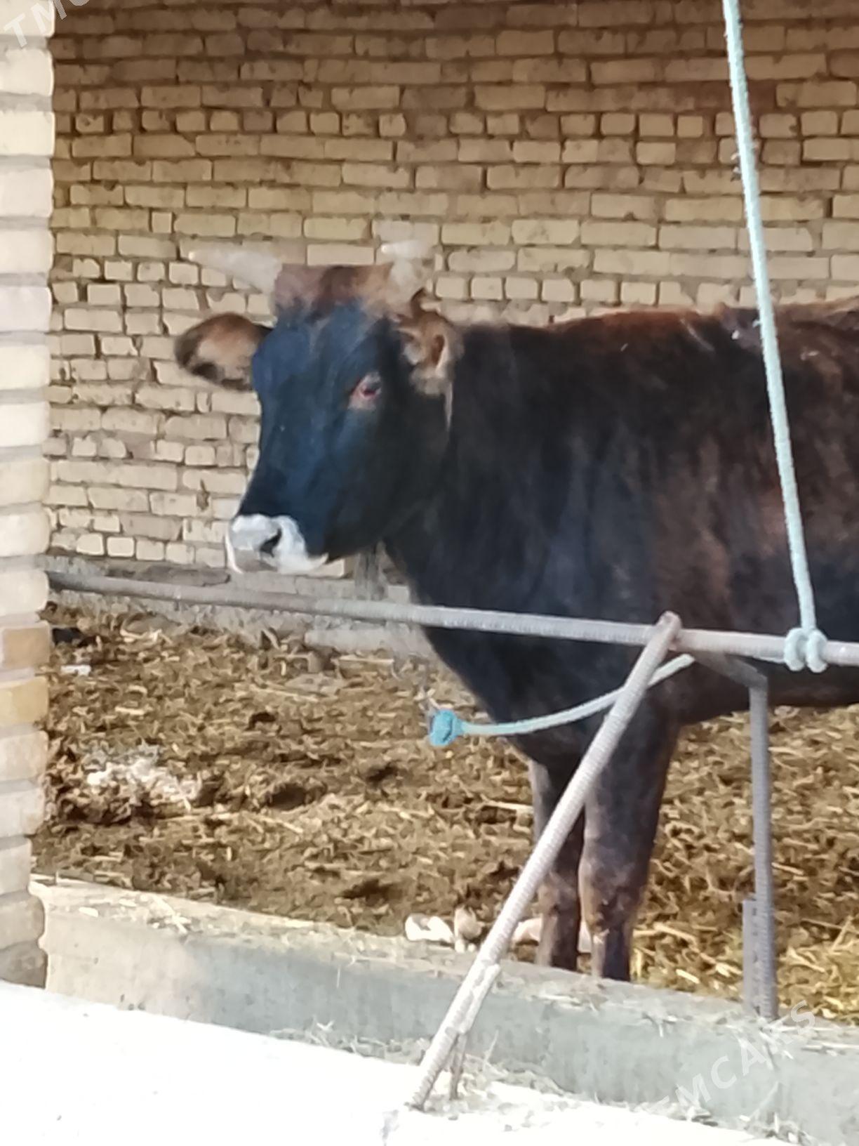 semis gunajyn - Dänew - img 1