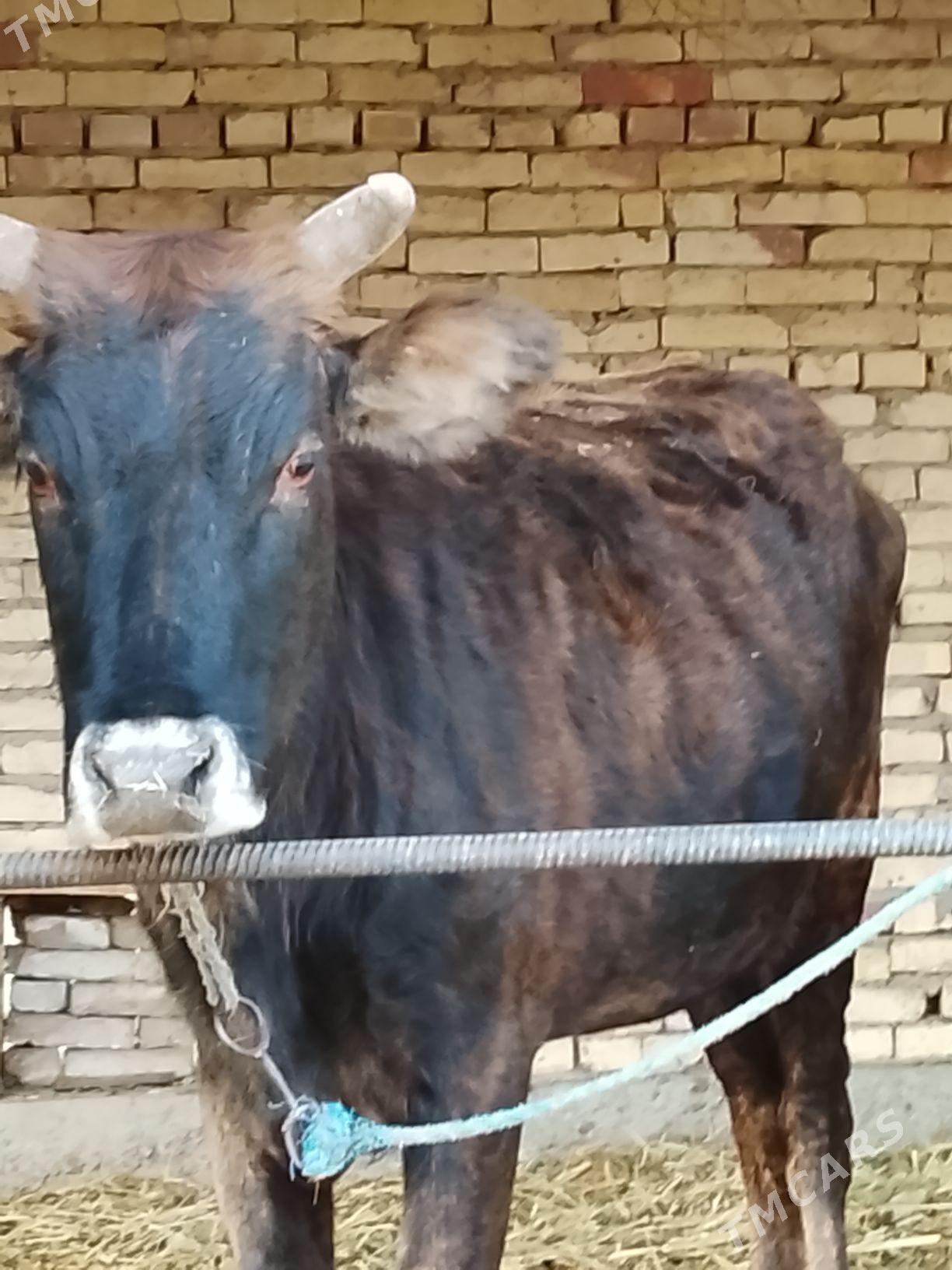 semis gunajyn - Dänew - img 2