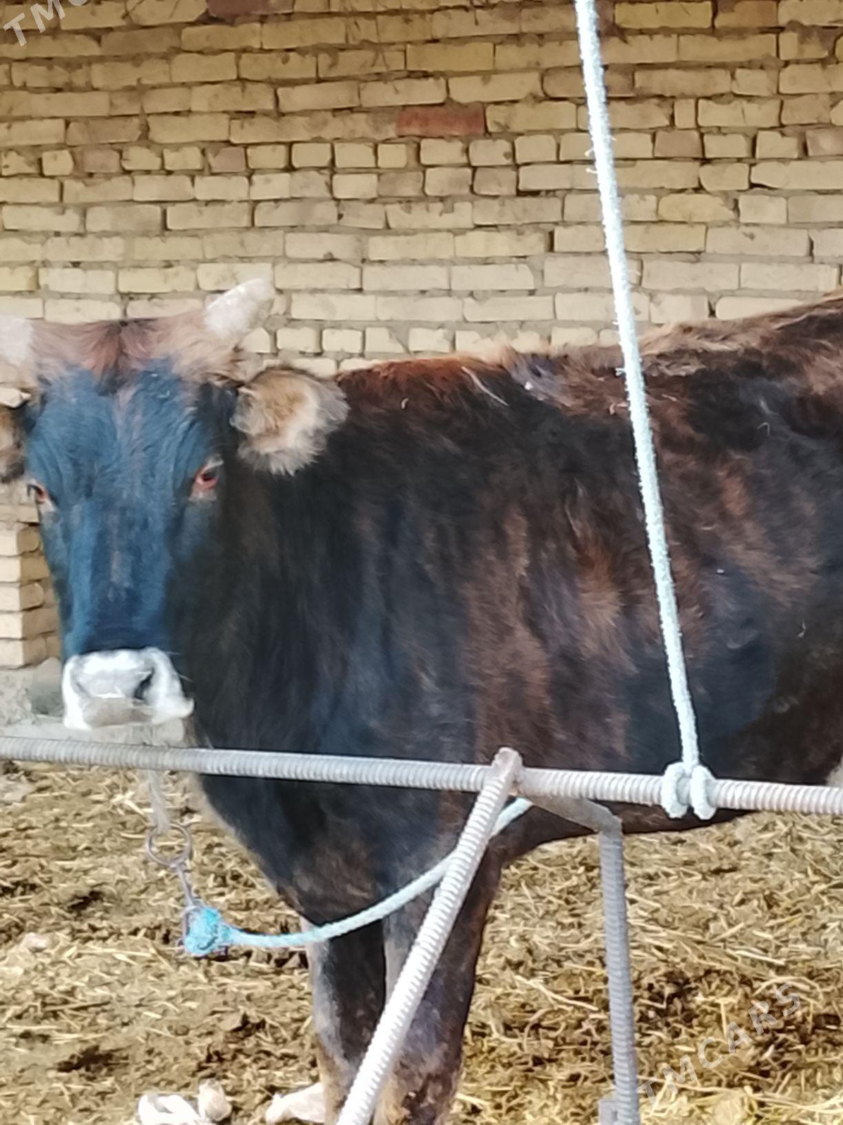 semis gunajyn - Dänew - img 4