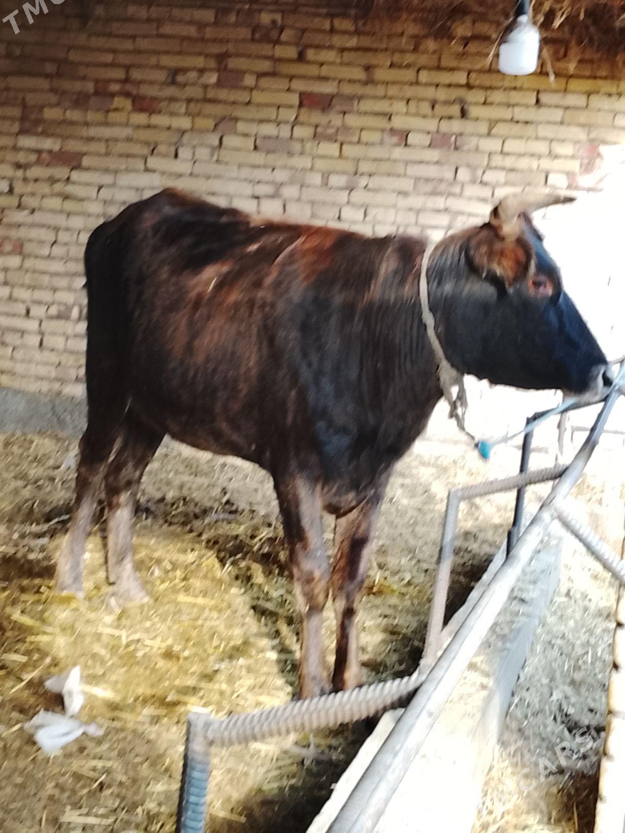 semis gunajyn - Dänew - img 3