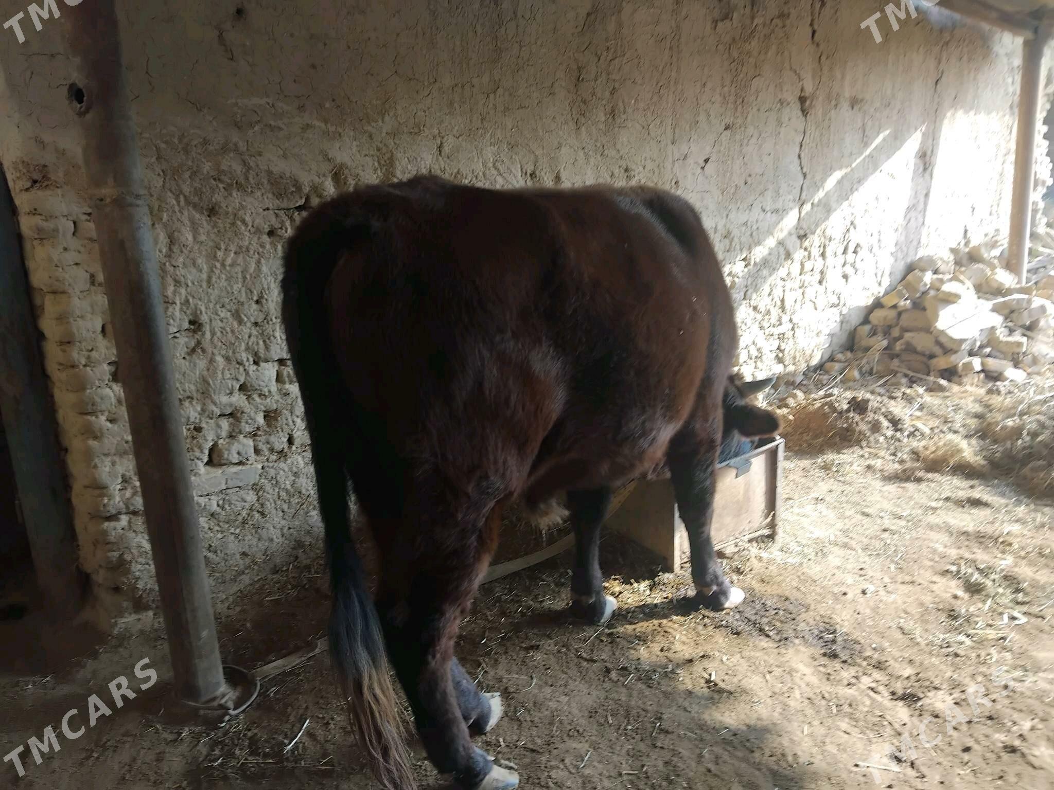 Öküz - Mary - img 5