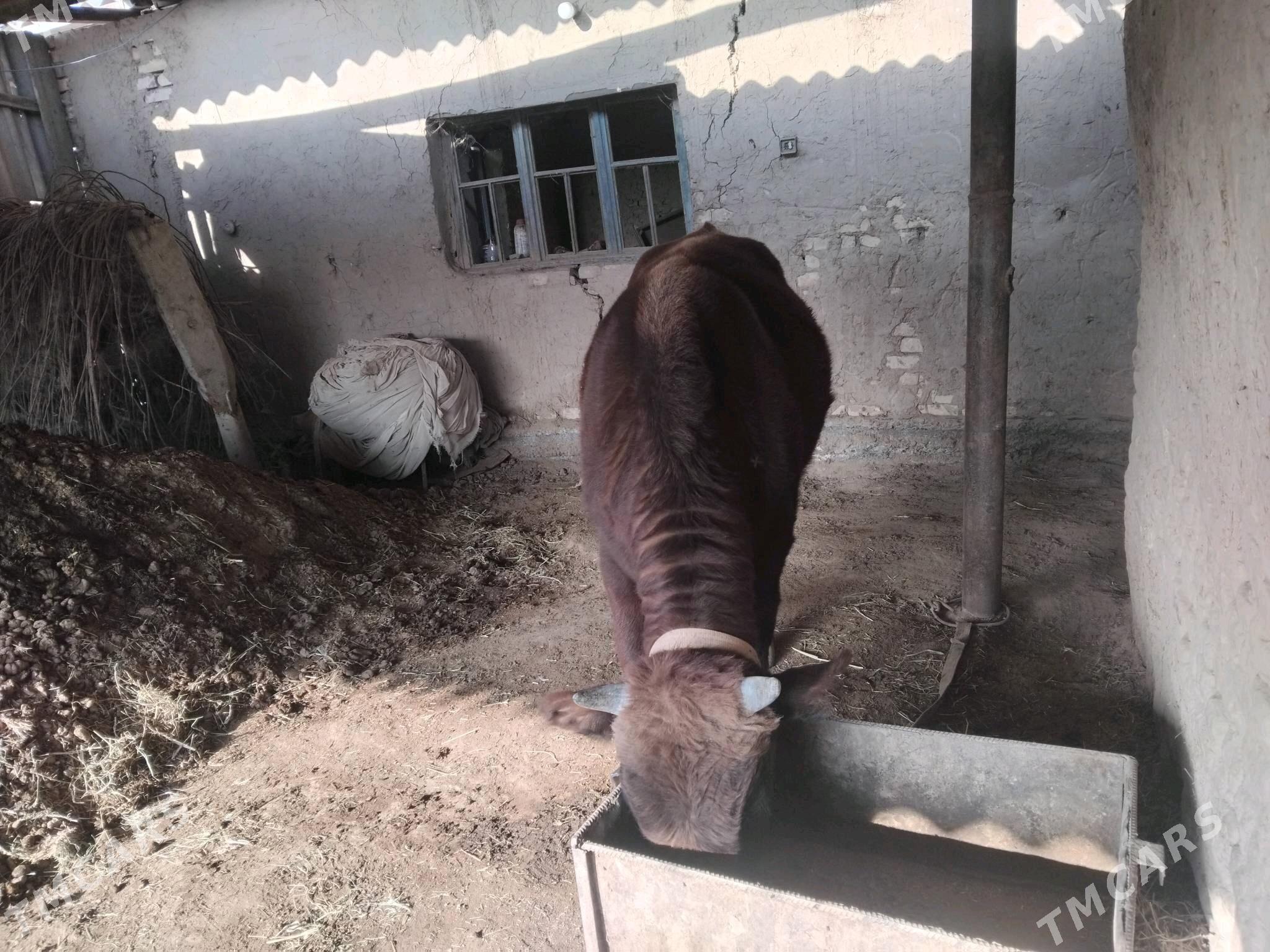 Öküz - Mary - img 3