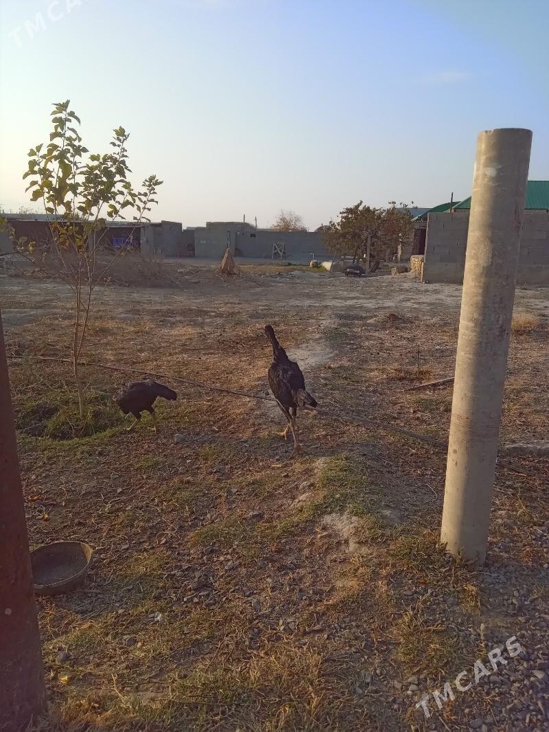 taşkent - Bäherden - img 3