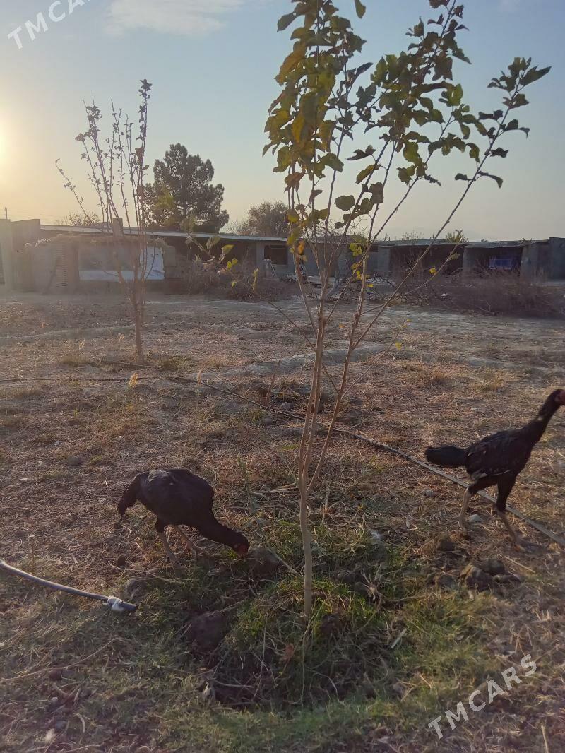 taşkent - Bäherden - img 2