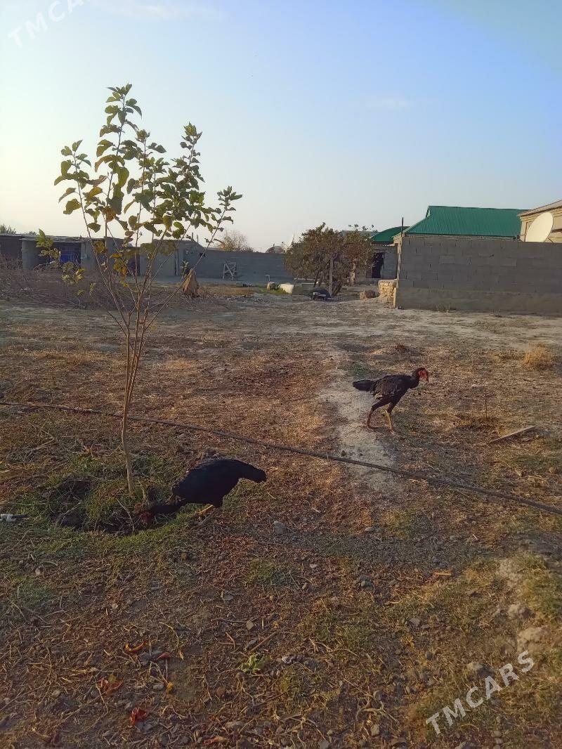 taşkent - Bäherden - img 4