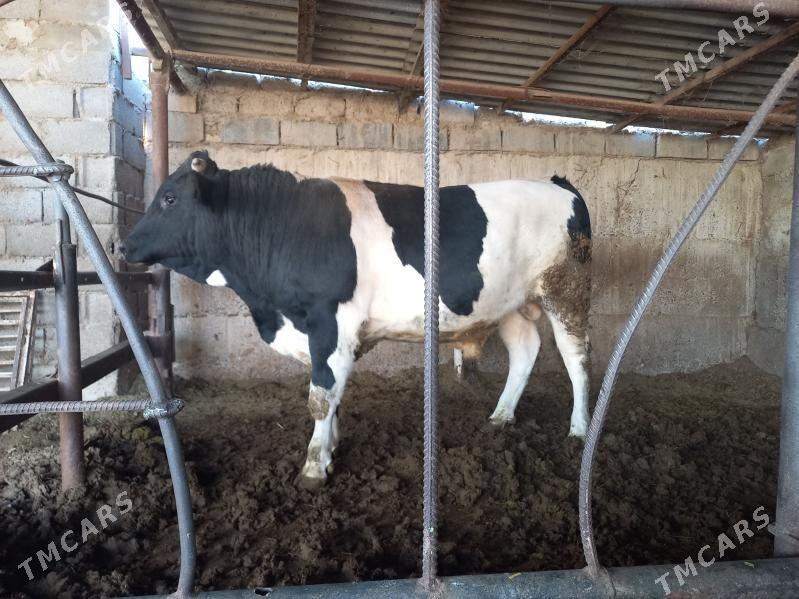 öküz - Анев - img 1