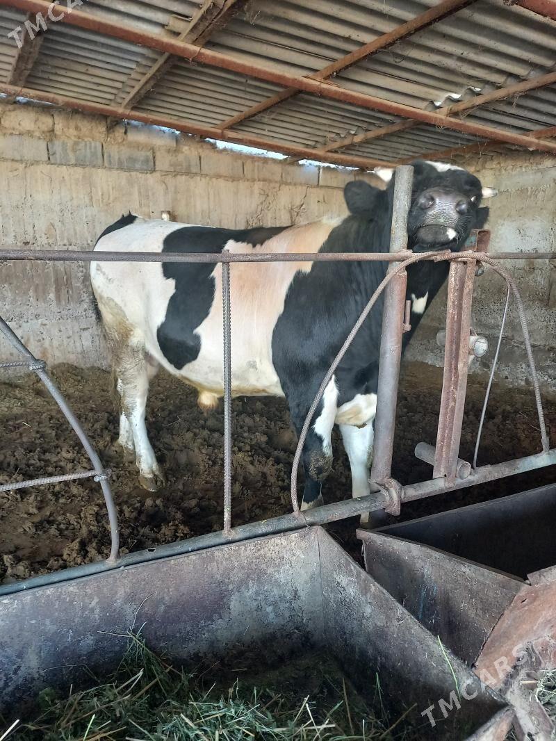 öküz - Анев - img 5