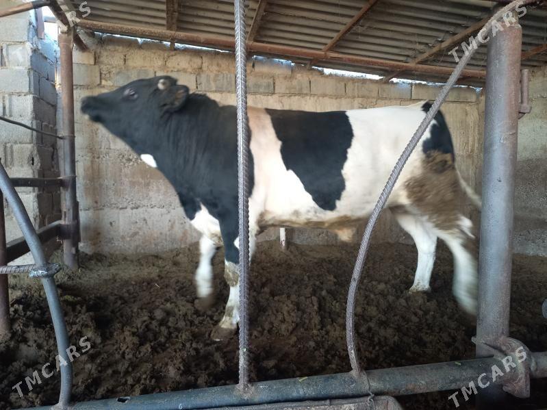 öküz - Анев - img 3