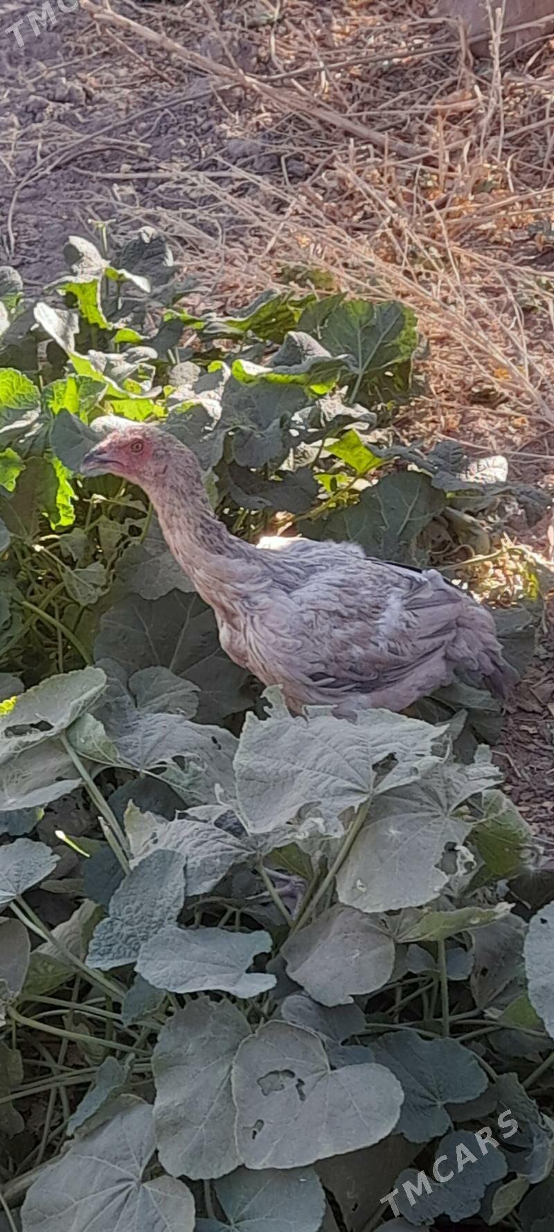 baysy - Ходжамбаз - img 2