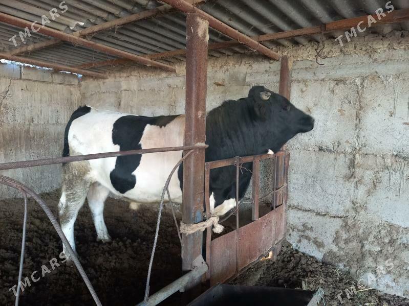 öküz - Анев - img 4