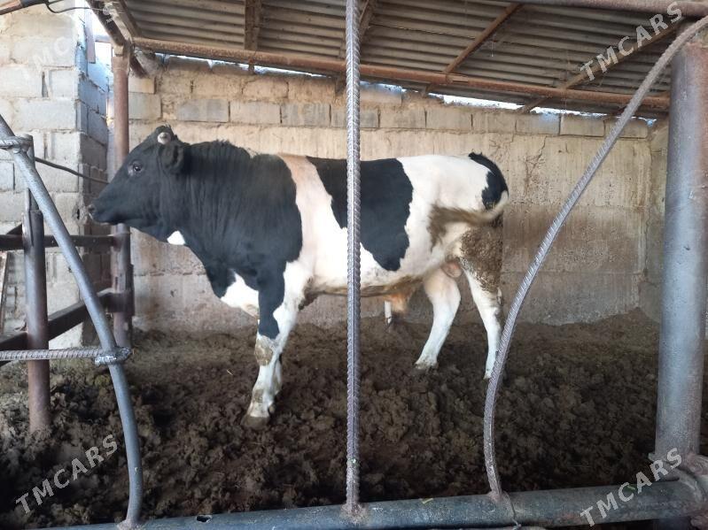 öküz - Анев - img 2