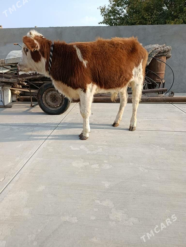 simental okuz - Garadamak - img 2