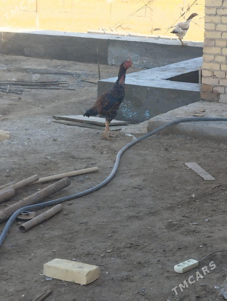 baysow horaz - Çärjew - img 2